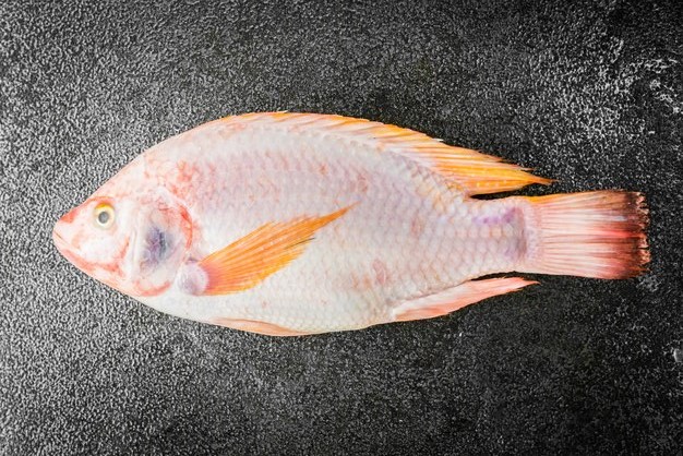 Headless Red bream